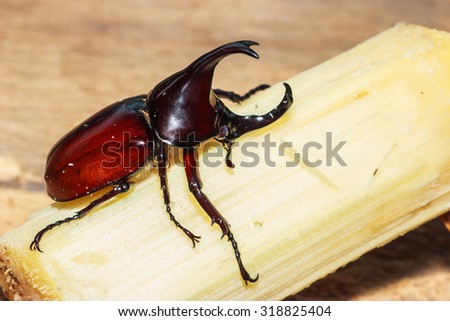 Rhinoceros beetle, Rhino beetle, Hercules beetle, Unicorn beetle, Horn beetle,Insect, macro insects, spiders