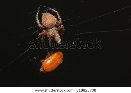 Spiders,Insect, macro insects, -Spiders are eaten prey.