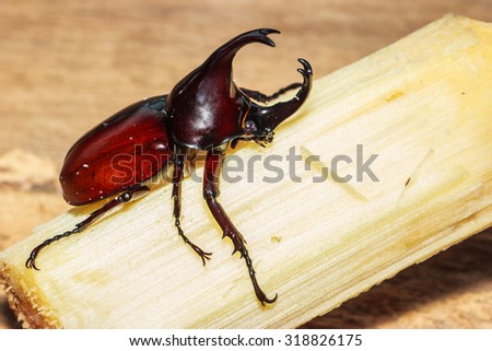 Rhinoceros beetle, Rhino beetle, Hercules beetle, Unicorn beetle, Horn beetle,Insect, macro insects, spiders