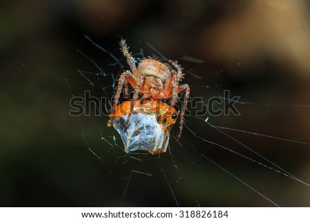 Spiders,Insect, macro insects, -Spiders are eaten prey.