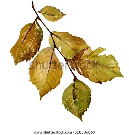 Watercolor illustration autumn branch. Watercolor sketch from nature handmade.