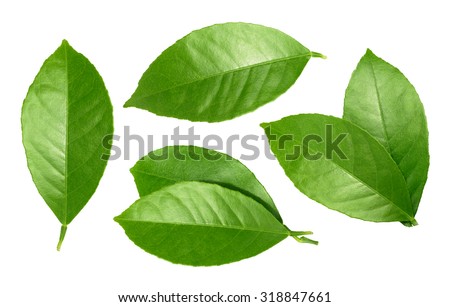 Lemon leaf isolated on white background Royalty-Free Stock Photo #318847661