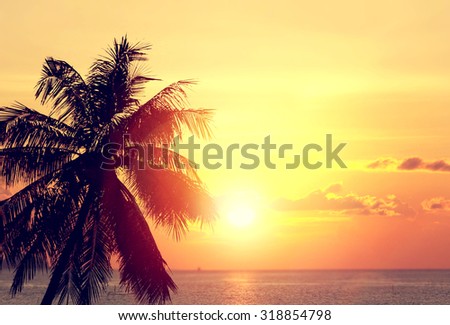 Coconut palm tree silhouettes at sunset (sunrise). Banner design background. Tropical paradise background. Palm and ocean.