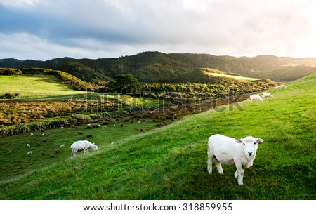 Sheep in New Zealand. Royalty-Free Stock Photo #318859955