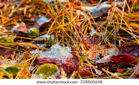 First snow. Colorful autumn leaves in the first snow background. Autumn cold snap.