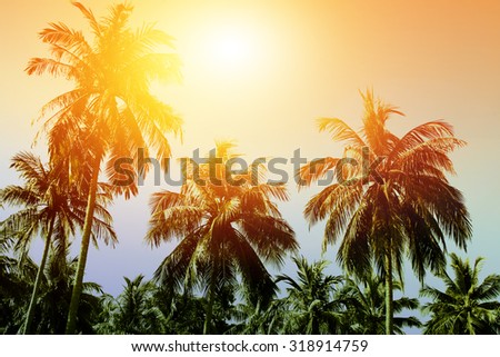 Coconut palm trees at sunset. Miami beach background. Tropic landscape.