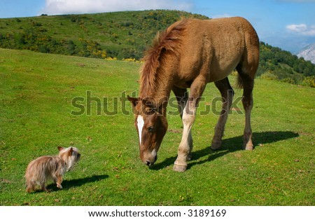 A very small blond yorkie versus a few months horse in the mountains of Asturias, Spain. A very untypical picture.
