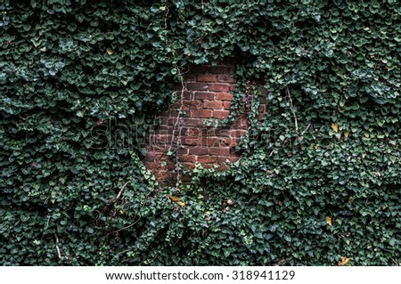 Cover brick wall
