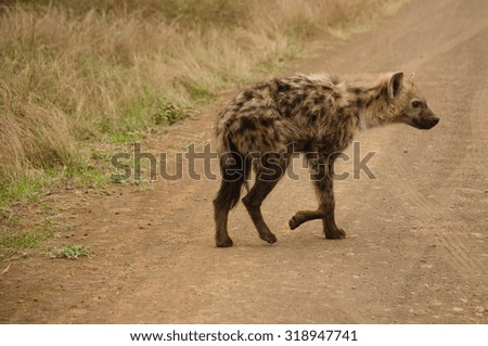 spotted hyena walking across a dirt road
