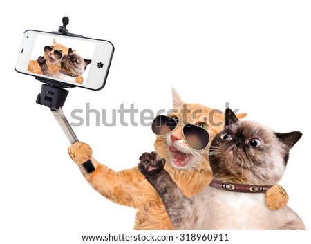 Cats taking a selfie with a smartphone