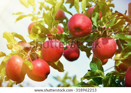 Ripe apples on the tree Royalty-Free Stock Photo #318962213