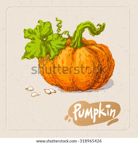 Hand drawn colored sketch of pumpkin on texture paper background. Vector vintage line art illustration of vegetable. Decorative element for your food and natural product  design.
