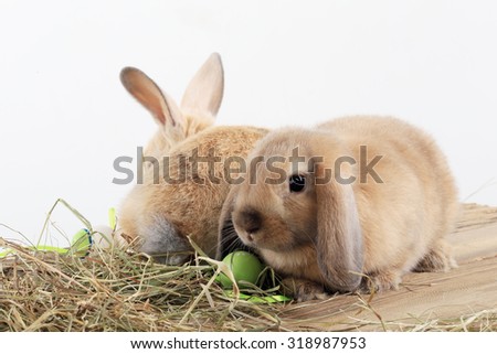 close-up pair of easter bunny on white background studio