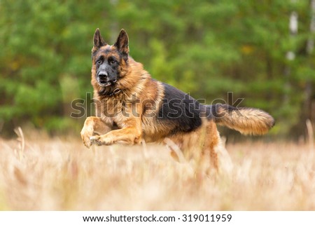 Happy german shepherd running and playing in the field. Royalty-Free Stock Photo #319011959