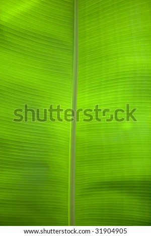 leaf in close up