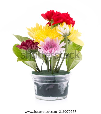 chrysanthemum in a flowerpot isolated on a white background