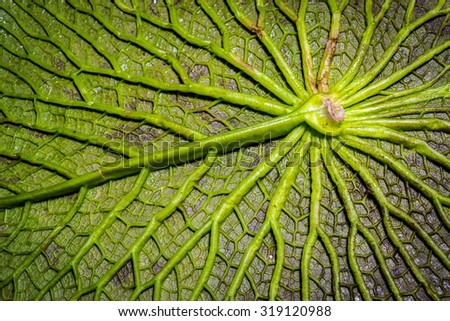 Under leaf lotus texture background.