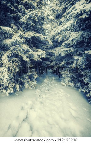 Vintage landscape with footpath in snowbound forest, winter fairy tail
