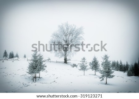 Landscape with trees in hoarfrost in the misty valley, winter picture