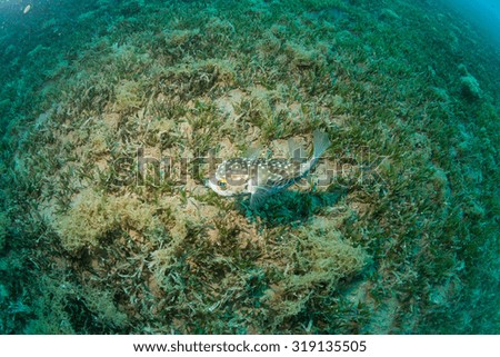 Puffer fish in the Red Sea