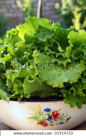 leaf of lettuce in enamel ware. stock photo