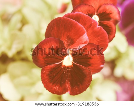 Vintage looking Pansy viola garden flower derived from Viola tricolor hybridized with other viola species