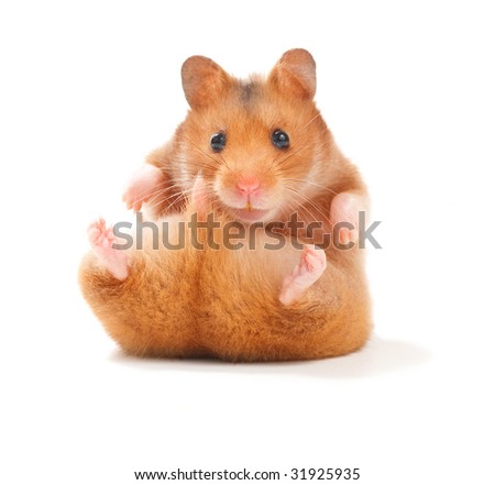 Funny Hamster