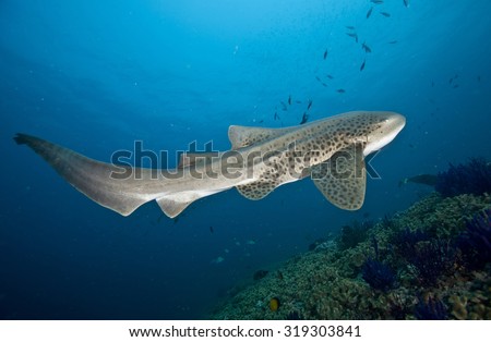 Full length shot of a large and impressive Leopard shark (Stegostoma fasciatum) swimming to the surface of a coral reef near the Daymaniat Islands in Oman against a sunlit sea surface background.