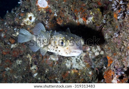 Humorous shot view of a big eyed short spined, yellow spotted, porcupine fish (Cyclichthys orbicularis)  looking at camera off a tropical coral reef at Daymaniat Islands in Oman appearing to smile.
