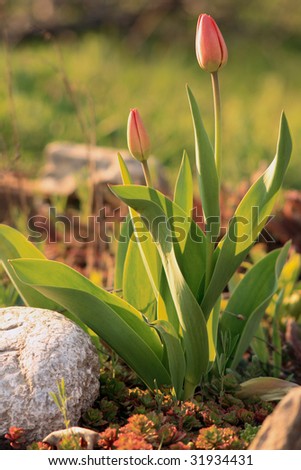 Bud of a tulip in a garden
