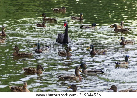 Waterfowl birds: white, gray, black swans, and ducks. Filmed in one of the quiet and cozy parks. Satisfied, well-attended birds. Not afraid of people.