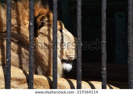 Proud lion in captivity Royalty-Free Stock Photo #319364114
