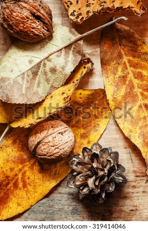 Autumn background with nuts and red and yellow leaves, selective focus