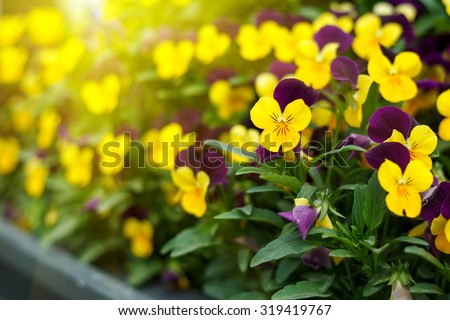 Flowering purple pansies in the garden as floral background n sunny day. Selective focus on one flower. 