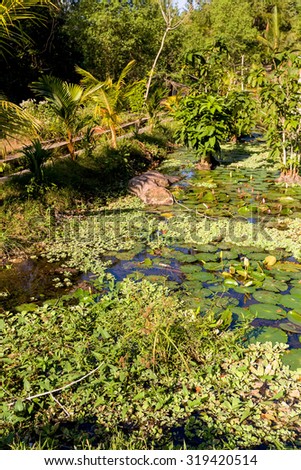 water lily in small pond, Nusa penida, Bali, Indonesia