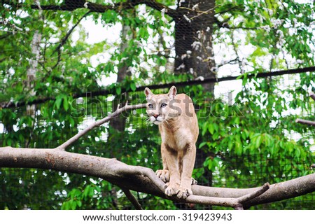 Portrait of a cougar, mountain lion, puma, panther