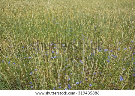 Background - rye field with flowers cornflowers
