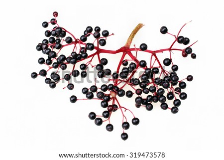 Black elderberry  fresh fruit isolated