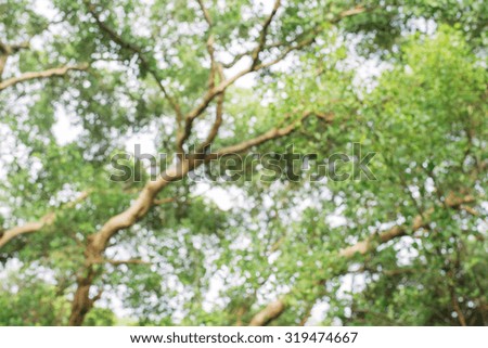 Blurred park with bokeh light. nature blur background. Spring meadow with big tree with fresh green leaves. Vintage effect style pictures.