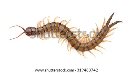 centipede on white background Royalty-Free Stock Photo #319483742