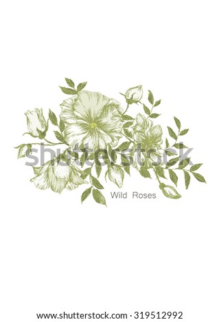 Illustration with wild tea rose Royalty-Free Stock Photo #319512992