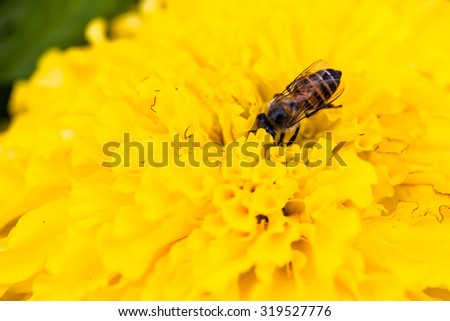 Bee on a yellow marigold flower.