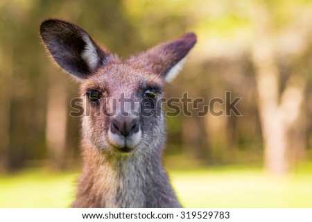 Young Kangaroo looking close-up