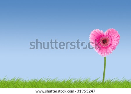 pink heart shaped flower on grass and sky background