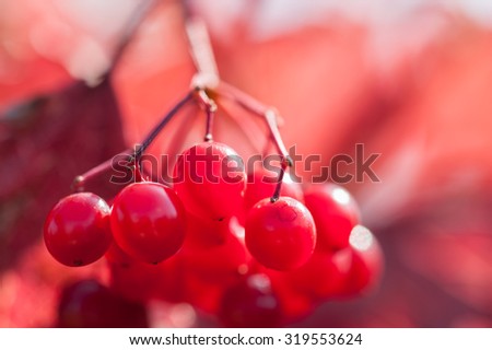 Macro image of red viburnum berries, small depth of field. Beautiful autumn nature