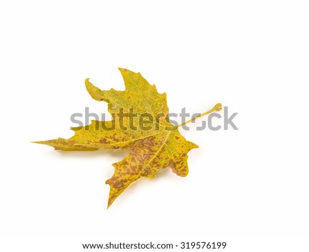 autumn yellow leaf isoalted, plane tree