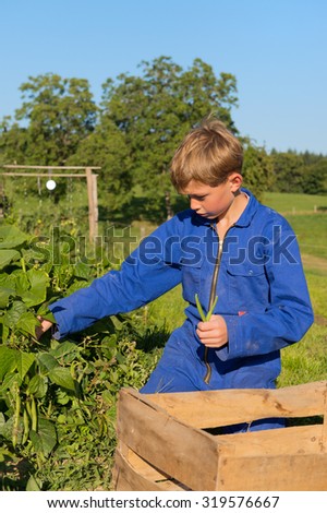 Farm boy picking the beans in vegetable garden