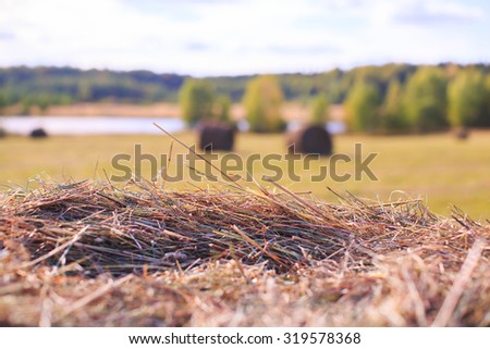 Field with hay bales. Royalty-Free Stock Photo #319578368