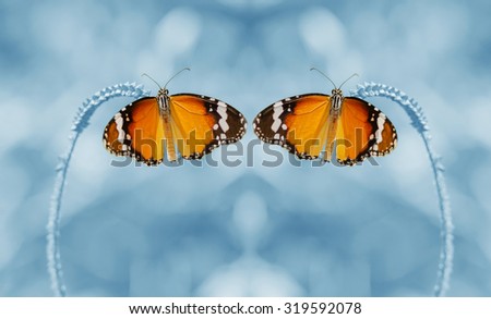 Dual butterfly are beautiful created up one layer and flip horizontal picture and low dept of field.
