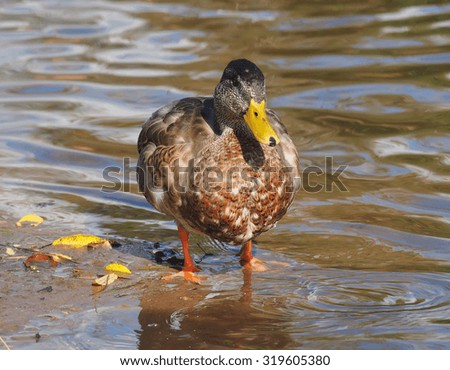 Duck on the river